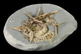 Ammonite (Xipheroceras) With Calcite Veins - Dorset, England #171266-1